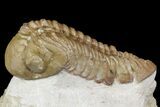 Bargain, Lochovella (Reedops) Trilobite - Oklahoma #164447-3